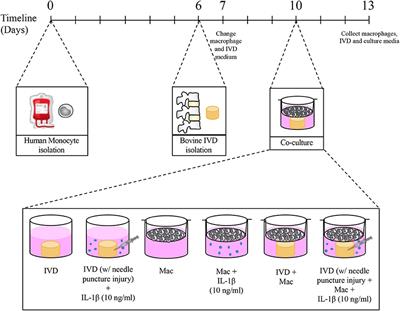 Macrophages Down-Regulate Gene Expression of Intervertebral Disc Degenerative Markers Under a Pro-inflammatory Microenvironment